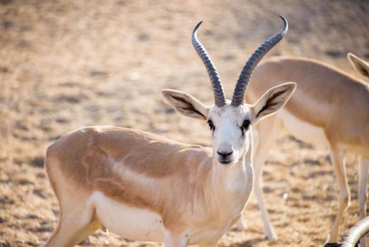 Crociera_Emirati - Sir Bani Yas Island